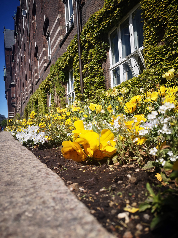 Blumen vor dem Rathaus in Kopenhagen