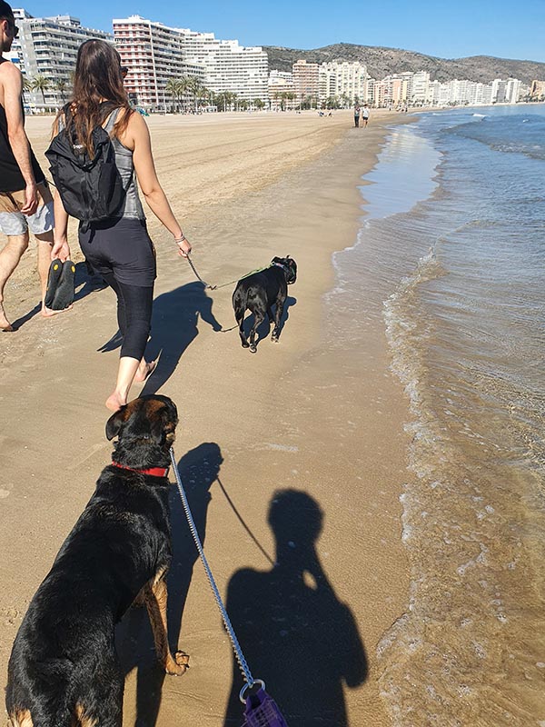 Hunde ausführen am Strand